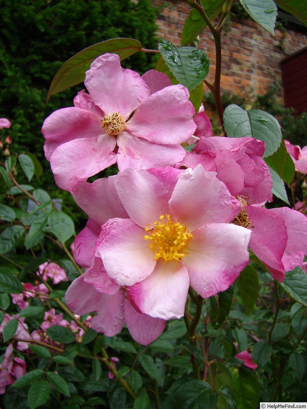 'Patricia Beucher' rose photo