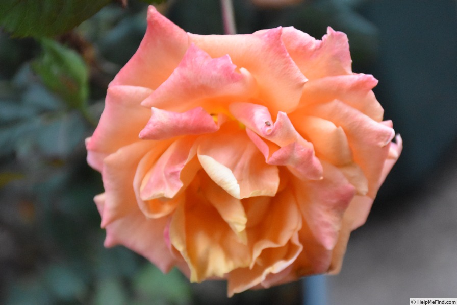 'Greg Chappell' rose photo