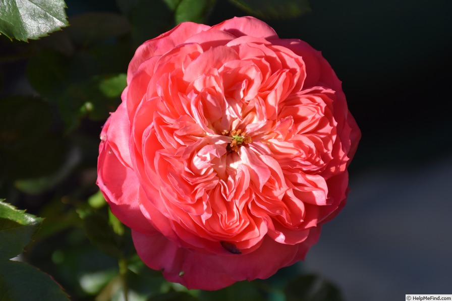 'Renmark's Rose' rose photo