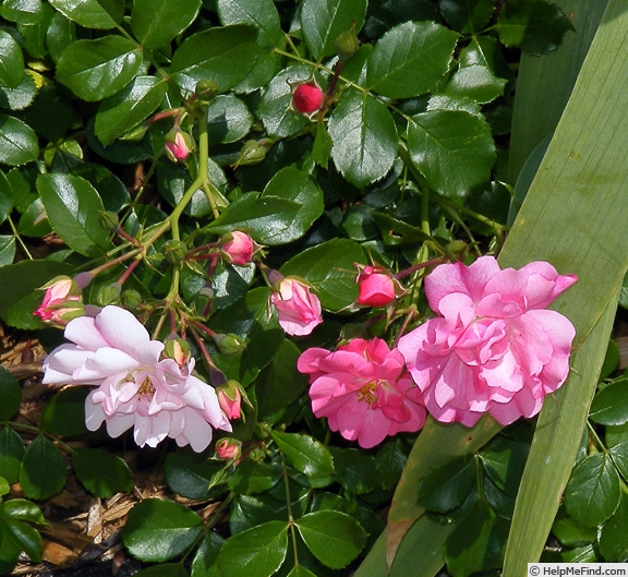 'Appleblossom Flower Carpet' rose photo