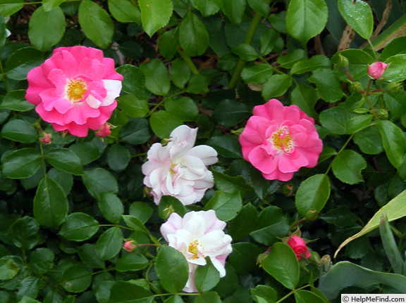 'Appleblossom Flower Carpet' rose photo