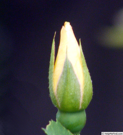 'Golden Wings (Shrub, Shepherd 1954)' rose, click to enlarge 'Golden Wings (Shrub, Shepherd 1954)' rose photo