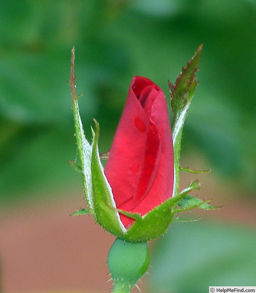 'Home Run ™(shrub, Carruth 2001)' rose photo