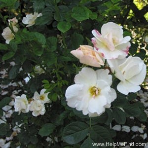 'Omi Oswald' rose photo