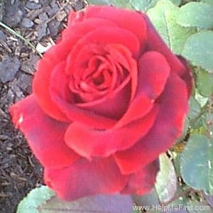 'Blackstone' rose photo