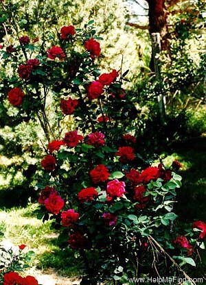'Lissy Horstmann' rose photo