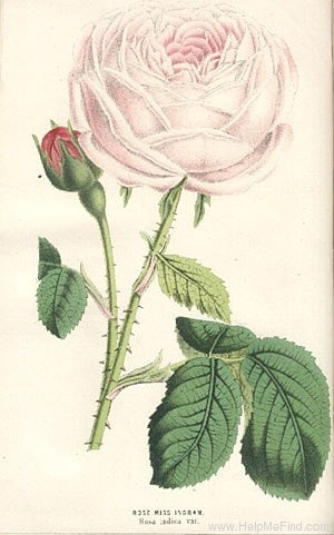'Miss Ingram' rose photo
