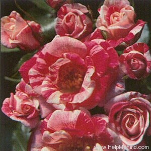 'Little Huzzy' rose photo