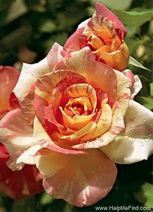 'Cabana ™ (hybrid tea, Zary, 2000)' rose photo