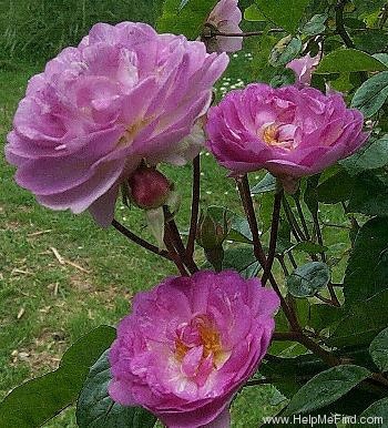 'Harriet Kemp' rose photo