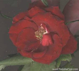'BR508 (Peter Harris)' rose photo