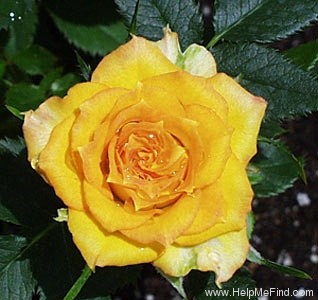 'Canyon Cupido' rose photo