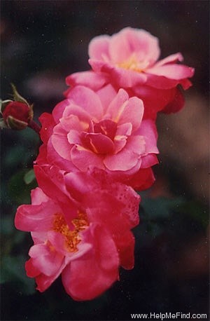 'Amy's Delight (floribunda, Williams, 2001)' rose photo