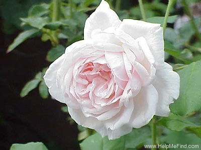 'Madame Alfred Carrière (noisette, Schwartz 1875)' rose photo