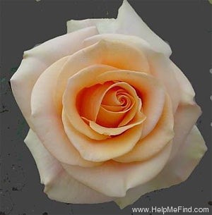 'Marilyn Monroe ™ (Hybrid Tea, Carruth, 2001)' rose photo