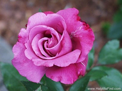 'Simply Marvelous! ™' rose photo