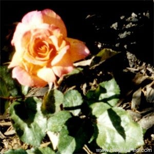 'Pocahontas (Hybrid Tea, Wlliams 2000)' rose photo