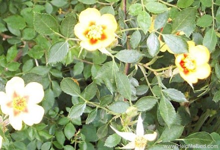 'CHEWtiggle' rose photo