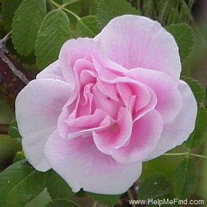 'Martin Frobisher' rose photo