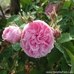 'Petite Hollande' rose photo