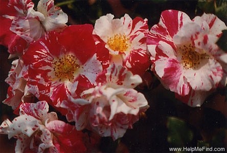 'Jan Steen (shrub, Williams, 1997)' rose photo