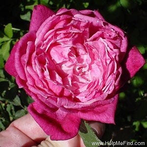 'Cherry Drop' rose photo