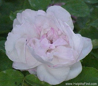 'Merveille de Lyon' rose photo
