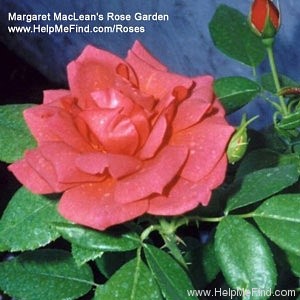 'Hot Cocoa ™ (Floribunda, Carruth 2001)' rose photo