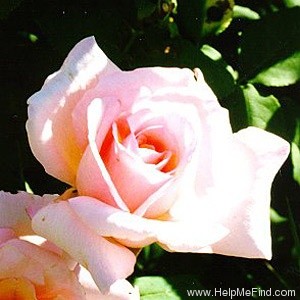 'Michèle Meilland' rose, click to enlarge 'Michèle Meilland' rose photo