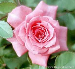 'Millie Walters ™' rose photo