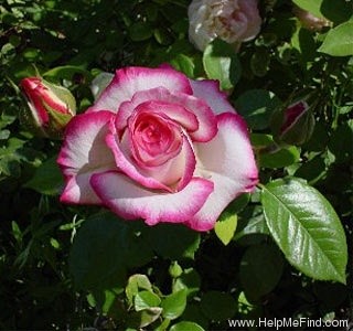 'Minuette (floribunda, Lammerts, 1969)' rose photo