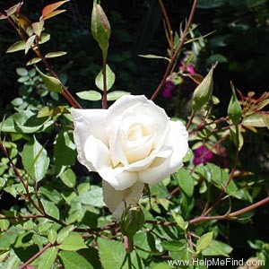 'Buttercream China' rose photo