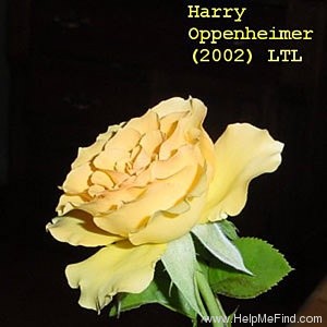 'Harry Oppenheimer' rose photo