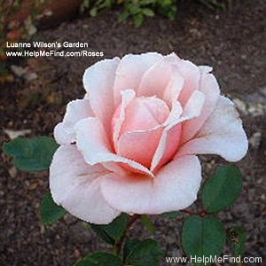 'Mrs. Lovell Swisher' rose photo