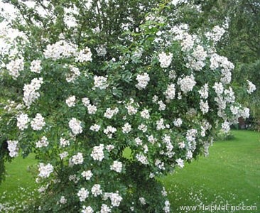 'Louis' Rambler' rose photo