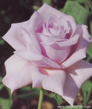 'Moonlight Magic' rose photo