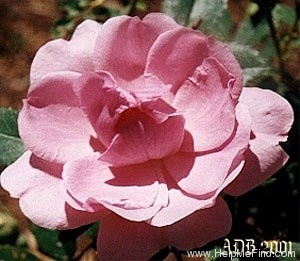 'Morden Centennial' rose photo