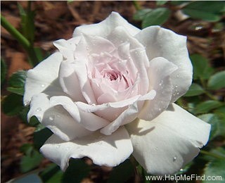 'Sweet Arlene' rose photo