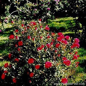 'Mountie ™' rose photo