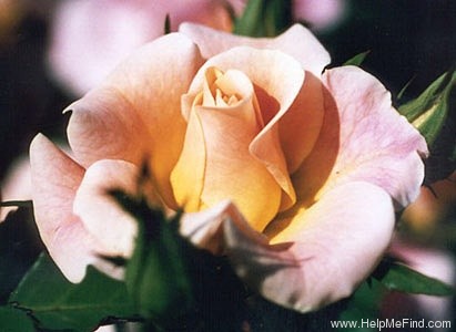 'Mystic Meidiland ®' rose photo
