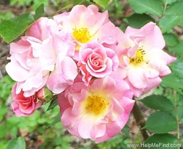 'Mystic Meidiland ®' rose photo