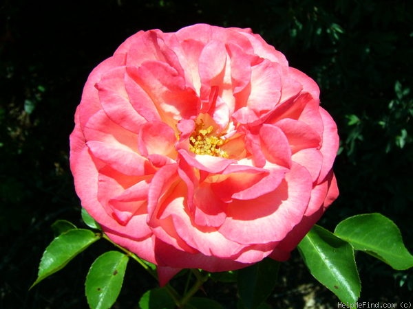 'Antique '89' rose photo