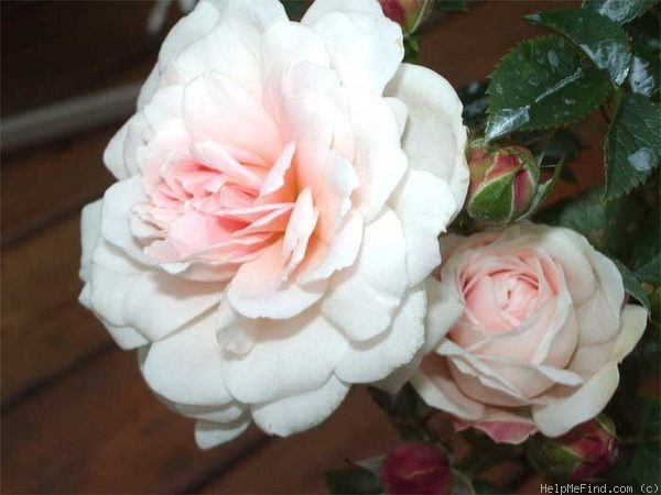 'Lovely Lorrie ™' rose photo