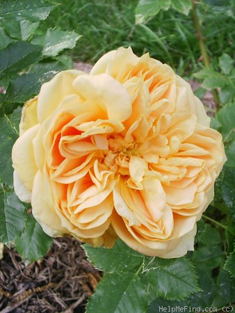 'Golden Zest ™' rose photo