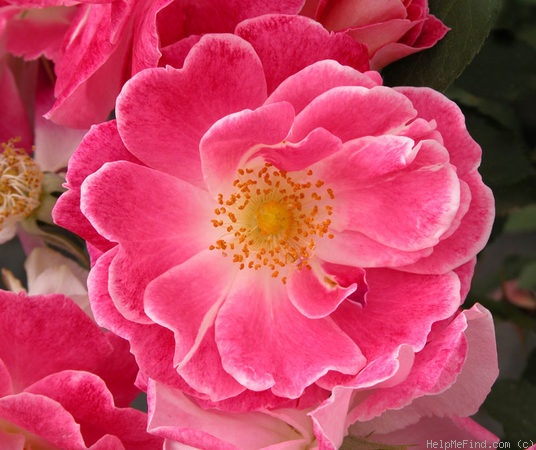 'Cherries 'n' Cream™ (shrub, Zary 2005)' rose photo