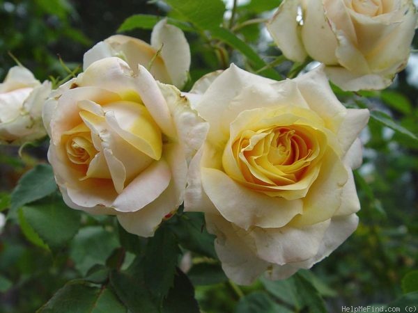 'Beryl Bach' rose photo