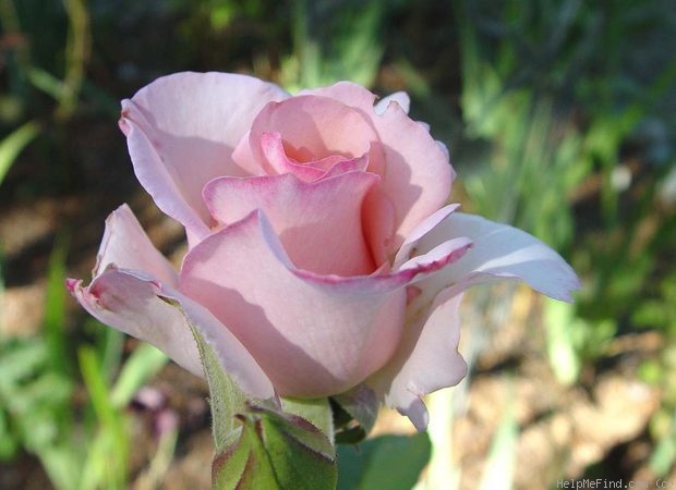 'Pearl Essence ™ (hybrid tea, Zary 1998)' rose photo