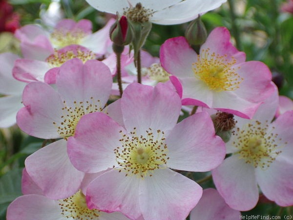 'Lyda Rose' rose, click to enlarge 'Lyda Rose' rose photo