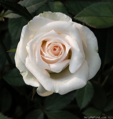 'Linville' rose photo