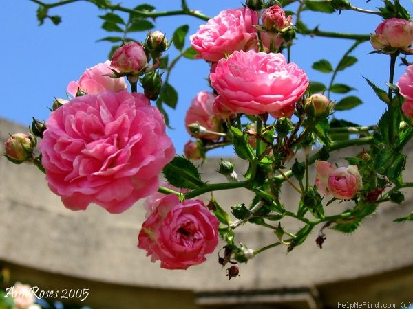 'Jean Girin' rose photo